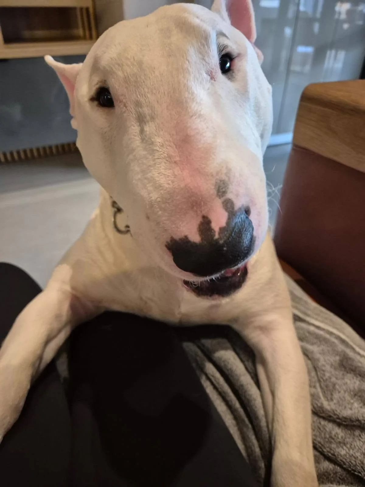 A white bull terrier enjoying personal attention at home.