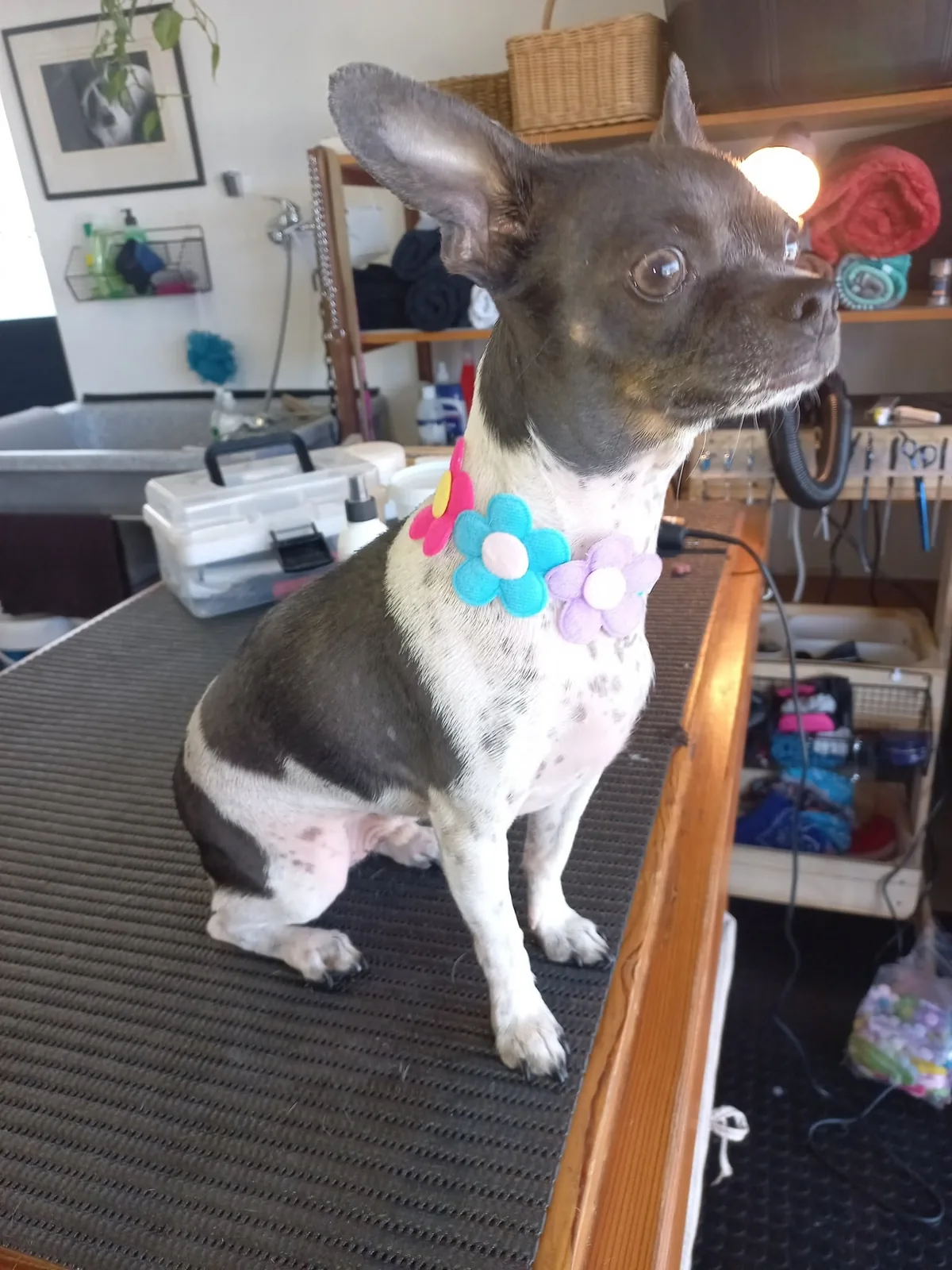 A neatly groomed chihuahua wearing a colourful flower collar.