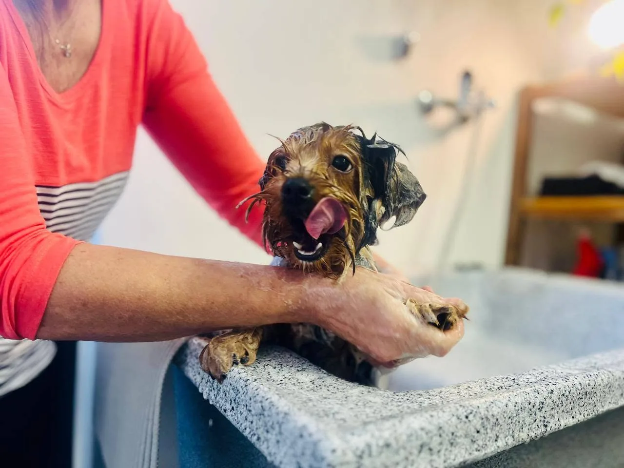 A wet dog being gently bathed during a dog grooming session.
