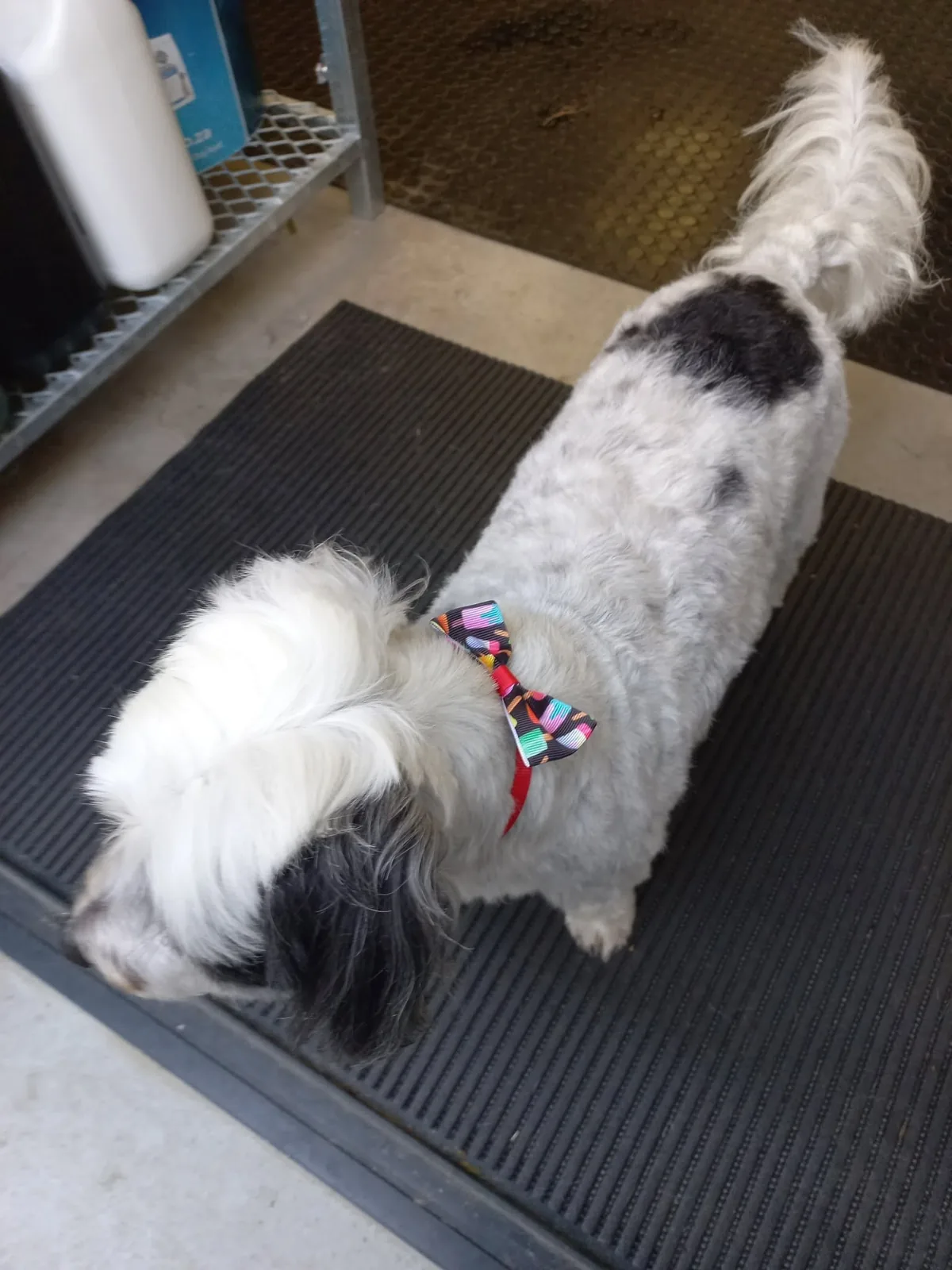 A groomed black-and-white dog wearing a bright bow.