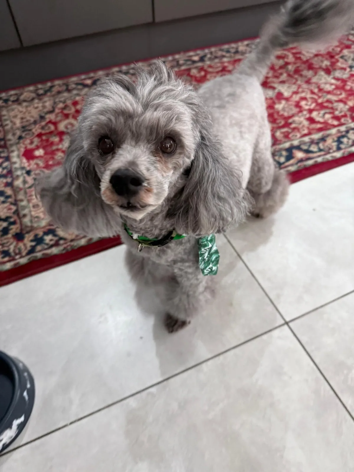 A grey poodle wearing a green tie after grooming.