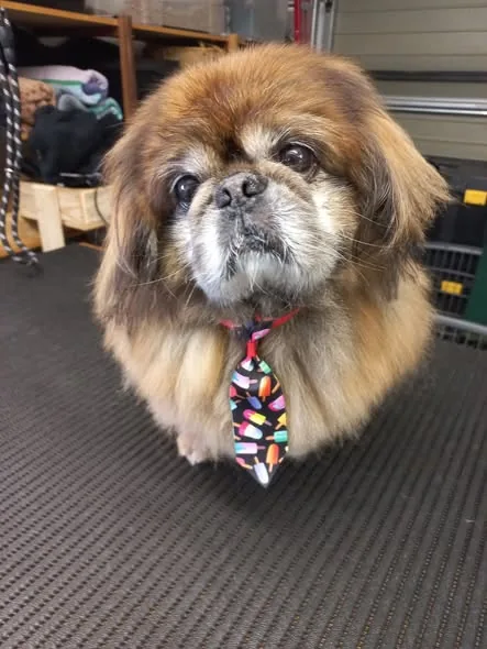 A small groomed dog wearing a playful patterned tie.