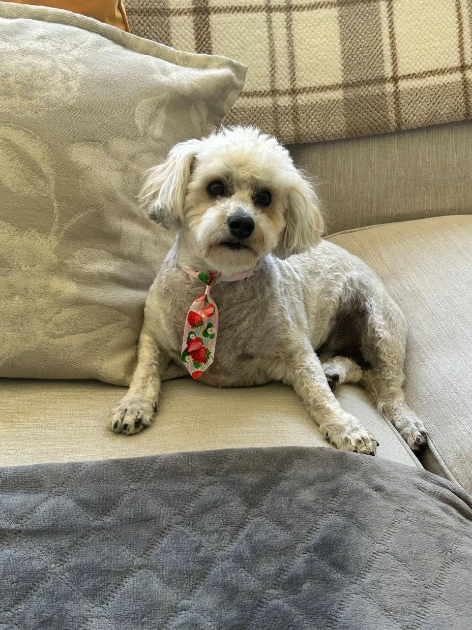 A small white dog relaxing on a sofa in a home setting.