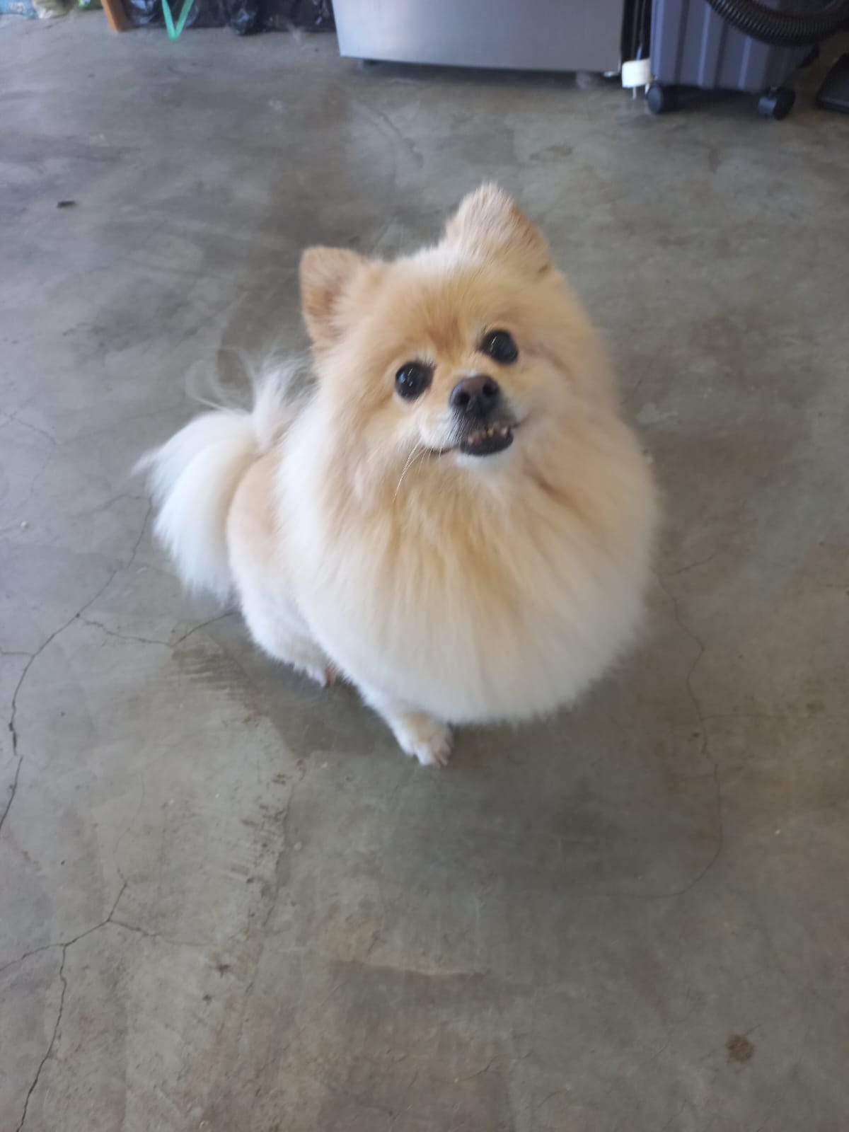 A fluffy cream Pomeranian looking up happily.