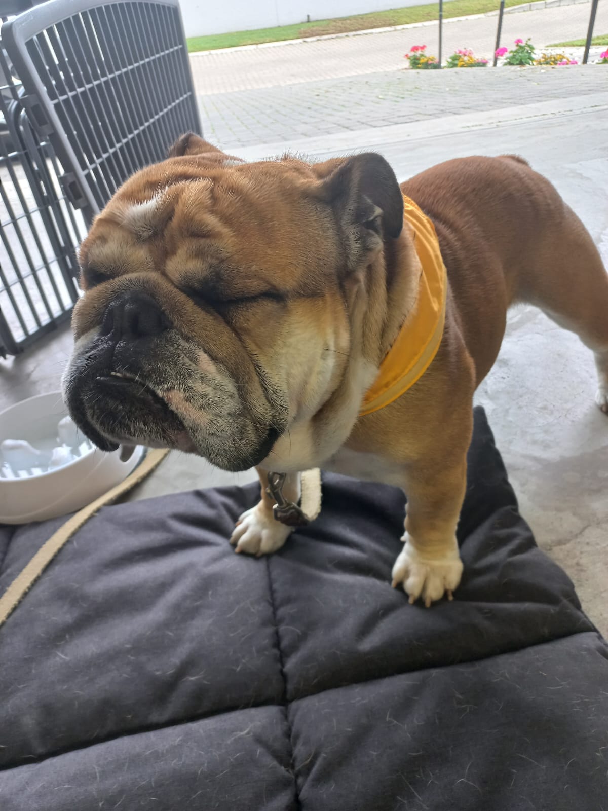 A sleepy bulldog wearing a yellow bandana.