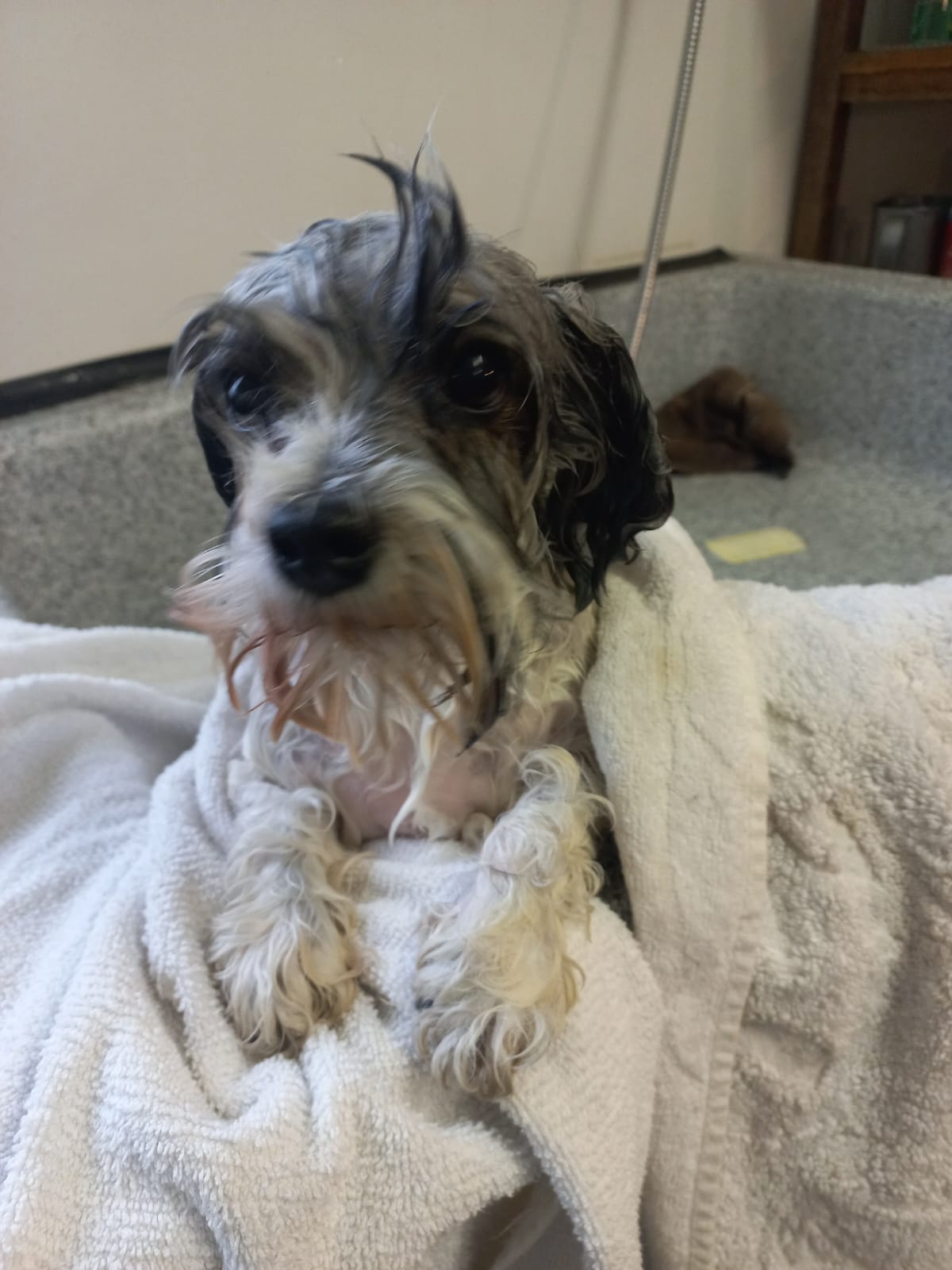 A freshly washed schnauzer resting on a soft towel.