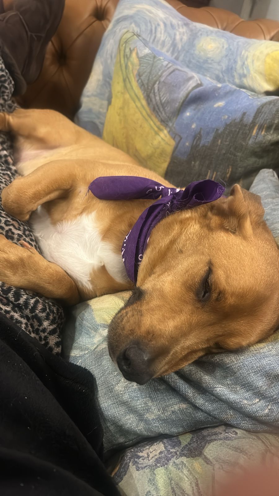 A relaxed brown dog resting on a sofa.