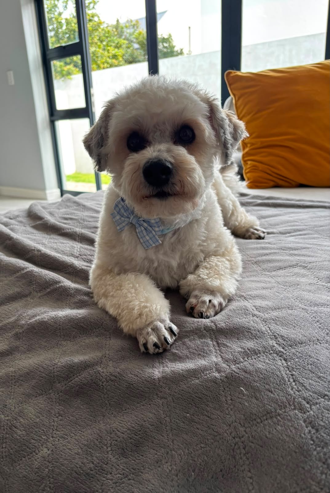 A small white dog wearing a blue checked bow.