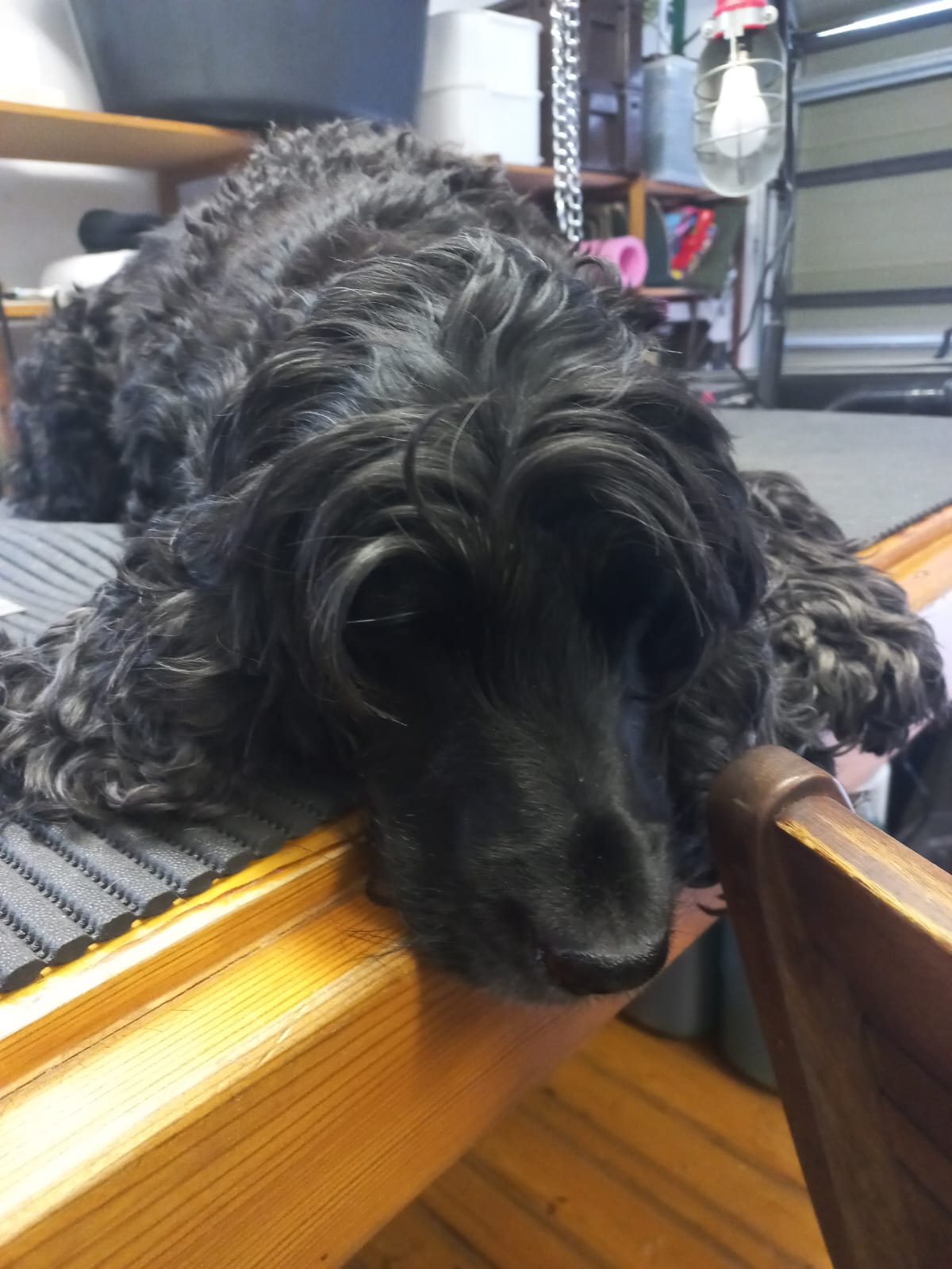 A black curly-coated dog relaxing on a grooming table.